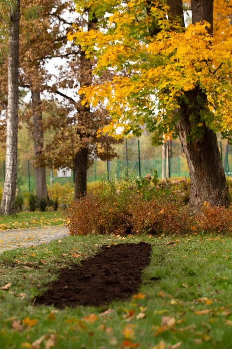 Park z wykopaną grządką