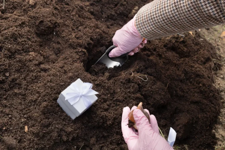 Sadzenie cebulek tulipanów