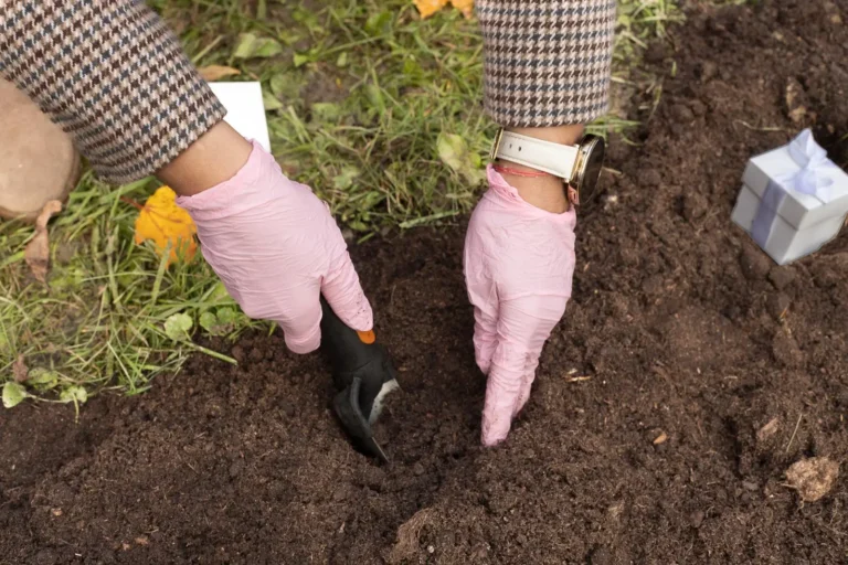 Sadzenie cebulek tulipanów