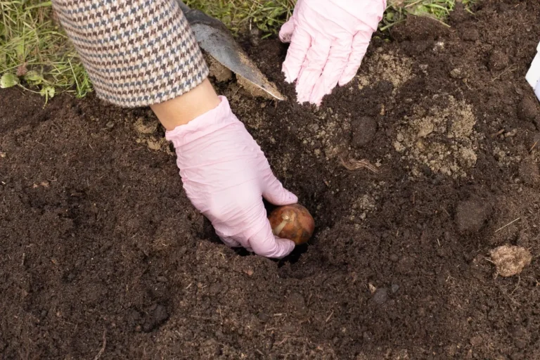 Sadzenie cebulek tulipanów